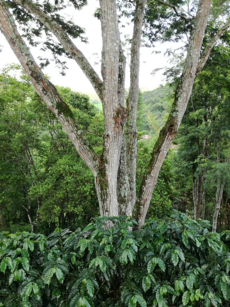 Fazenda Allianca