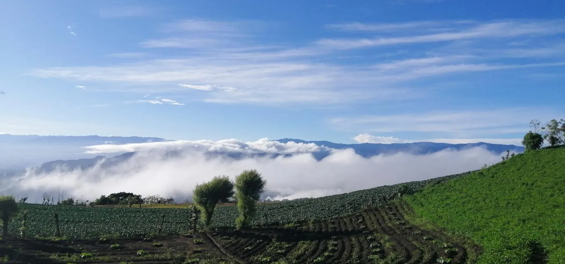 Paisaje regenerativo Agrosophia